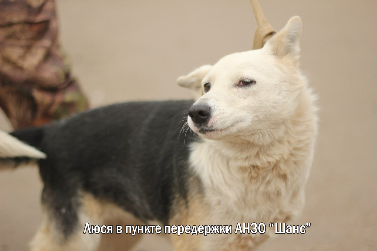 Люся собака
