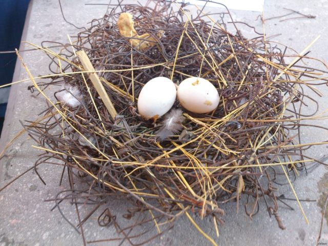 Голубиное яйцо имеет овальную форму, с одного конца оно более заострено. Цвет скорлупы обычно белый, сероватый или коричневатый с оттенком перламутра. Длина яйца примерно 4 сантиметра, а вес составляет от 17 до 27 граммов