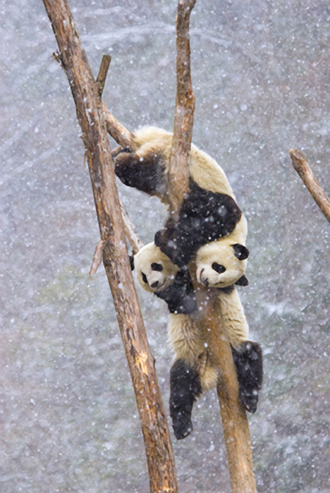 animals (49) (468x700, 125Kb)