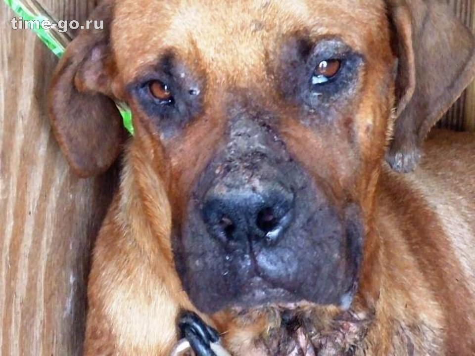 Бездомные собаки до и после приюта Бездомные собаки до и после приюта