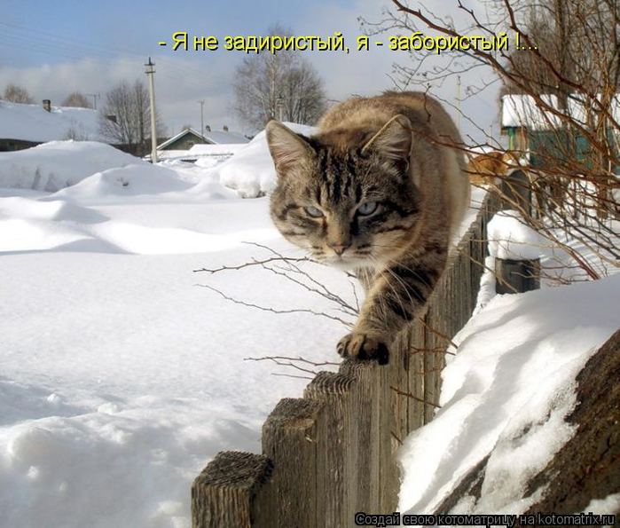 kotomatritsa_gY (700x595, 384Kb)