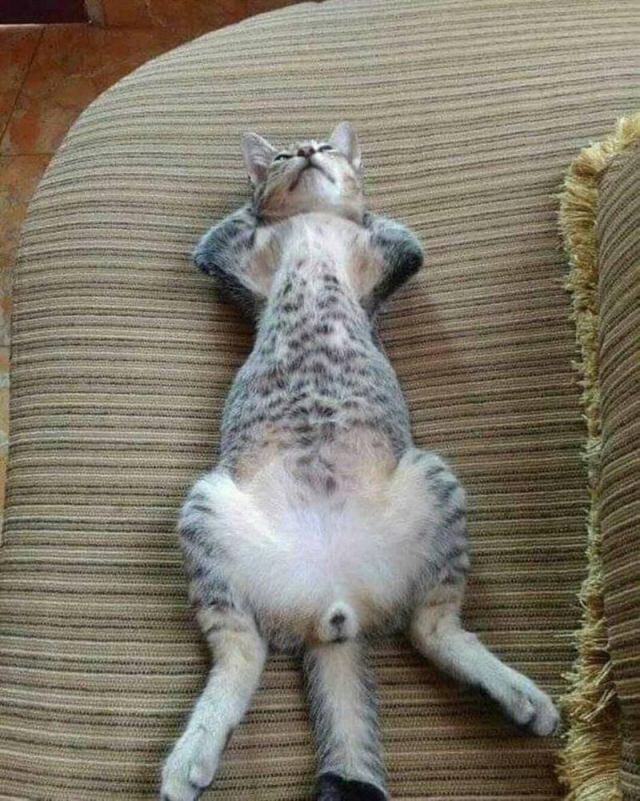 Шедевры кото-фото-искусства