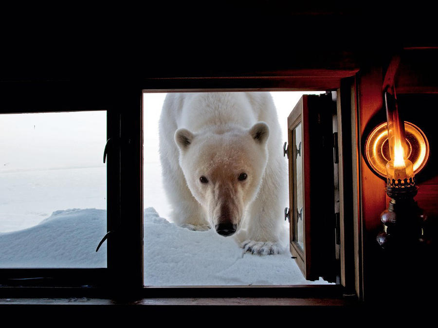 Лучшие фотографии от National Geographic за прошлый год Лучшие фотографии от National Geographic за прошлый год