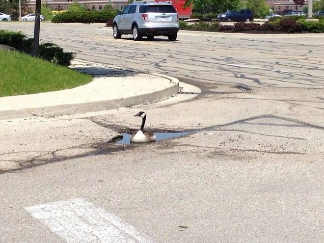 Fcks Given Level Goose