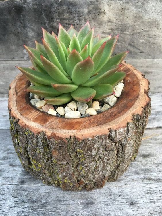 Succulent in a Natural Wood Planter