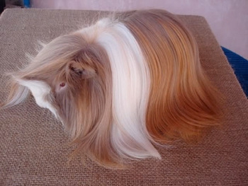 7 жутких тварей, когда-либо выведенных человеком 