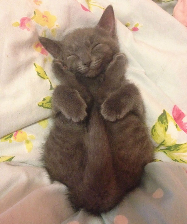 Самые милые котята на свете Самые милые котята на свете