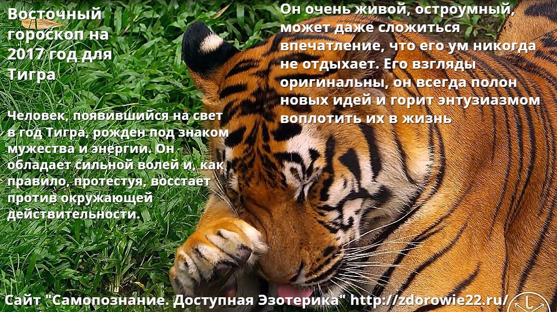 Рожденные в год тигра что ждет в 2018 Рожденные в год тигра что ждет в 2018