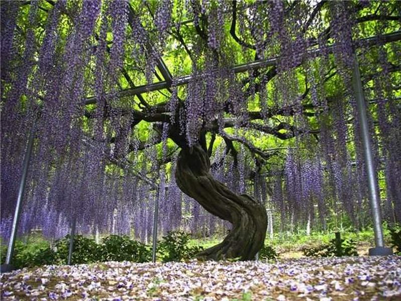 10 самых ароматных цветков