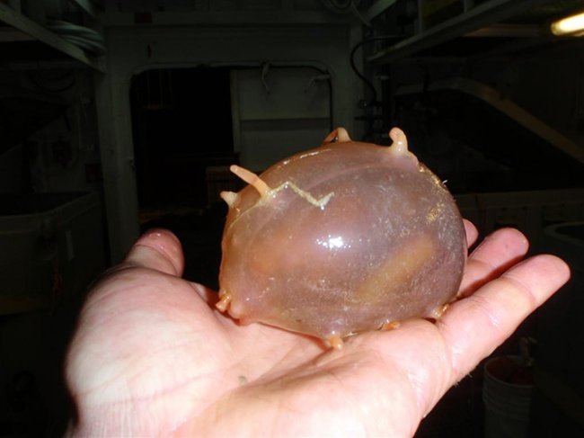 Морская свинья на ладоне Морская свинья на ладоне