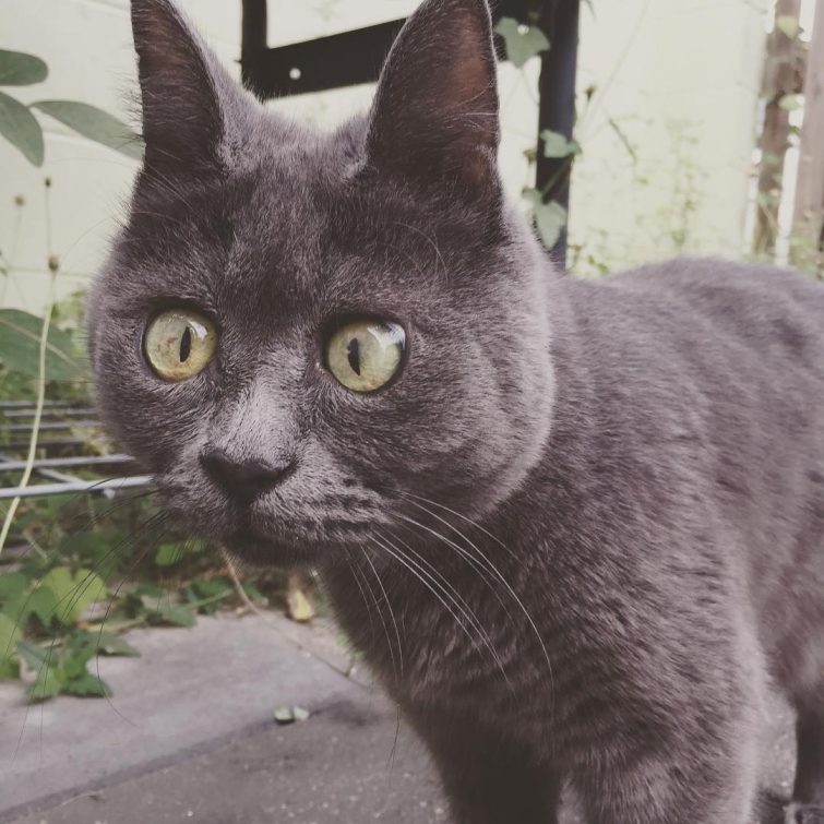 Кевин — вечно удивлённый кот