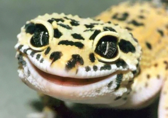    ! , , 