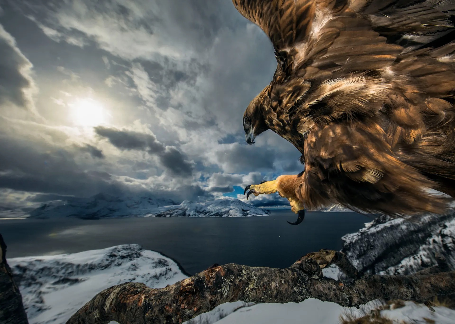 15 самых впечатляющих снимков с конкурса «Лучший фотограф дикой природы 2019»