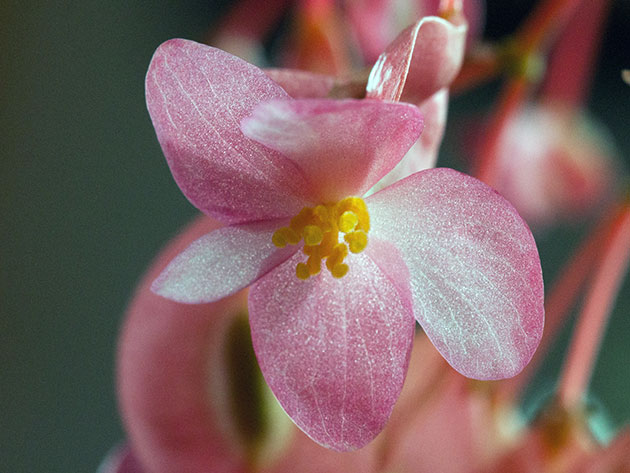 Бегония коралловая (Begonia corallina)