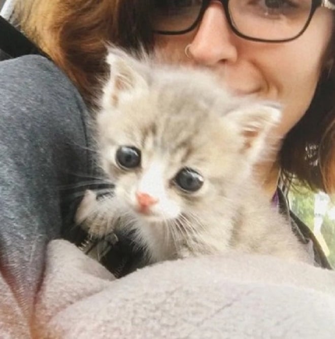 Котенок и волонтер Женщина с котенком
