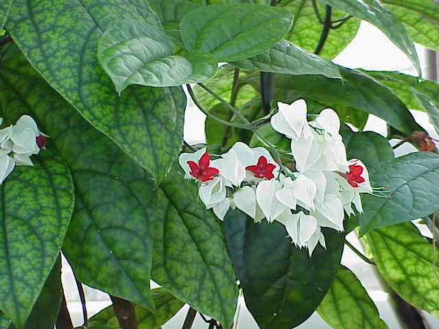  - Clerodendrum     FloralWorld.ru