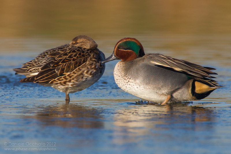 Alzavola; Eurasian Teal; Anas crecca