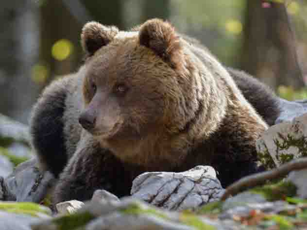 Американская семья вырастила у себя дома 14 медведей