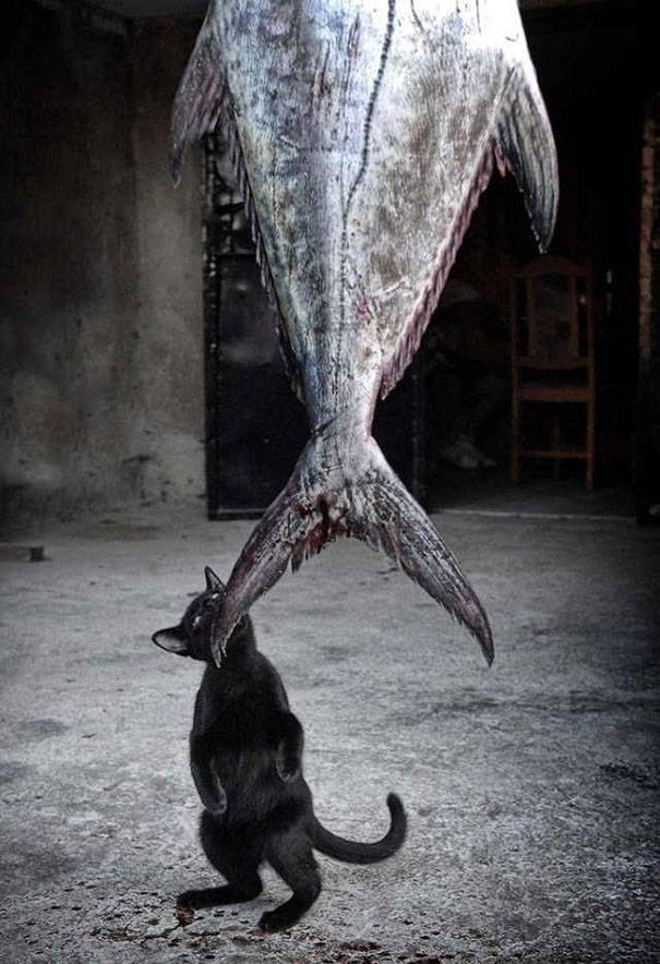 Шкодливые коты-воришки, пойманные с поличным коты воришки, коты пойманные с поличным