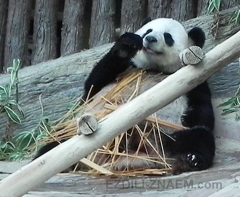 Панда любит бамбук