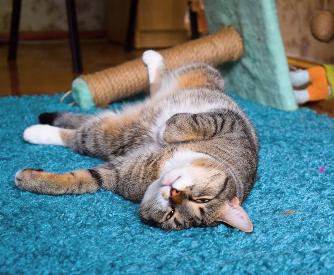 дом для двух котов кот играет