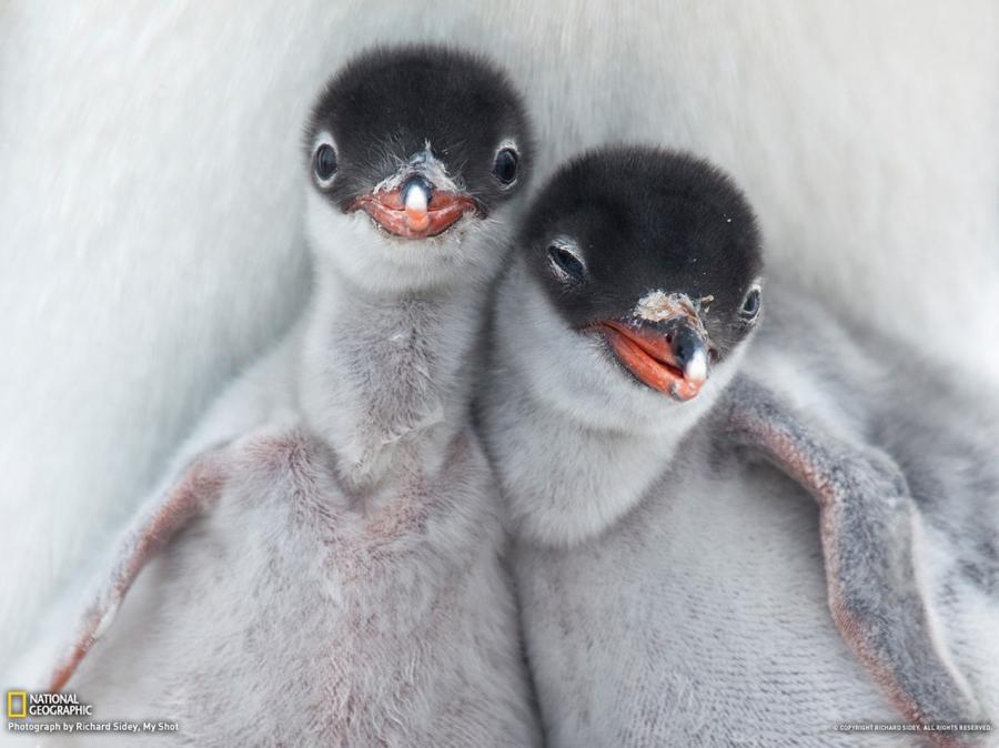 Лучшие фотографии National Geographic за январь Лучшие фотографии National Geographic за январь