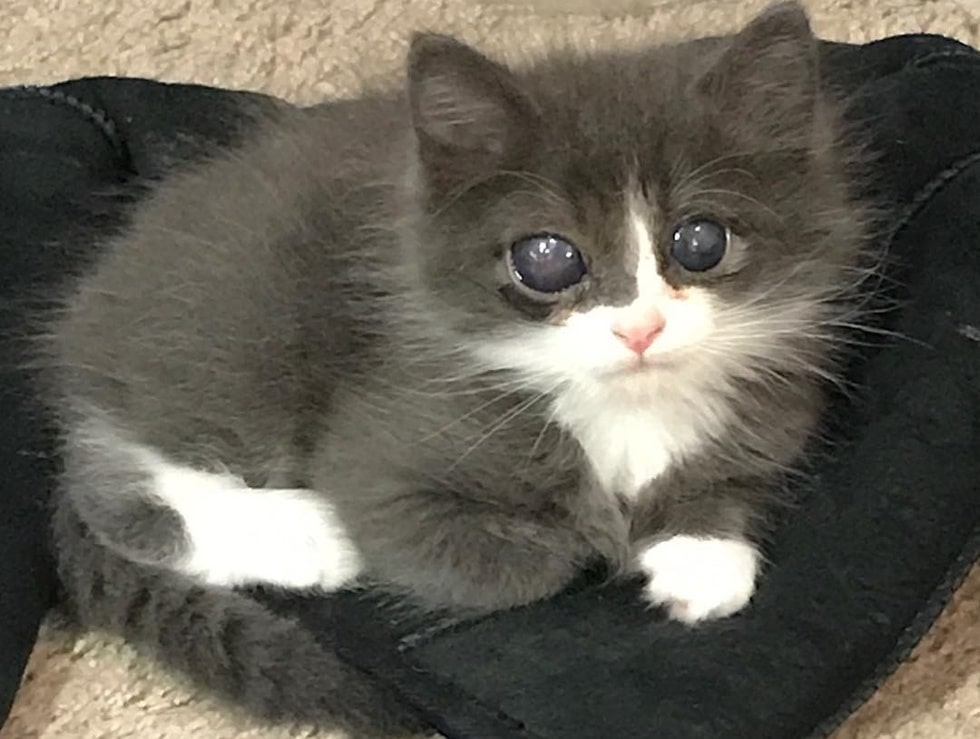 помощь котенку слепой котенок