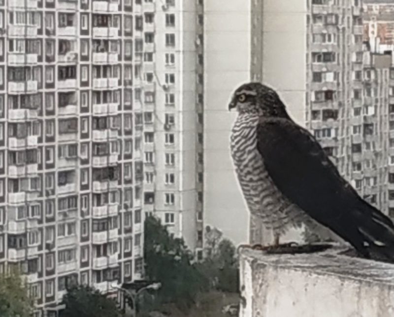 На Братиславскую улицу залетел ястреб