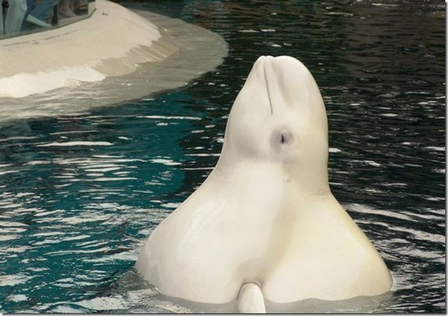 huge-animals02