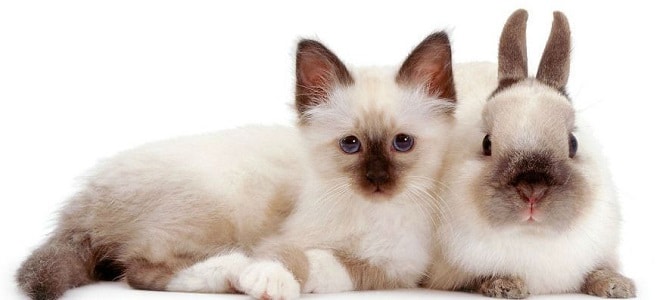 Кролик с котенком лежат Котенок и кролик
