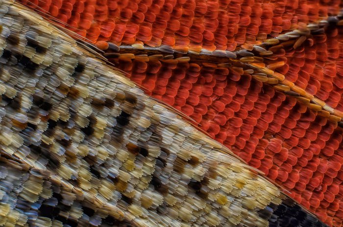 Снимки фотоконкурса «Nikon Small World 2016» (18 фото) Интересные микро снимки живой природы (18 фото)