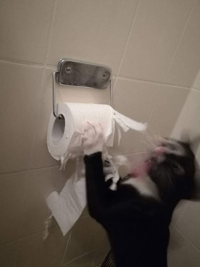 наглые коты кот дерет бумагу