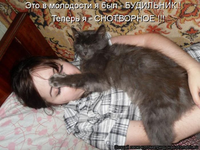 Лучшие котоматрицы недели (50 фото)