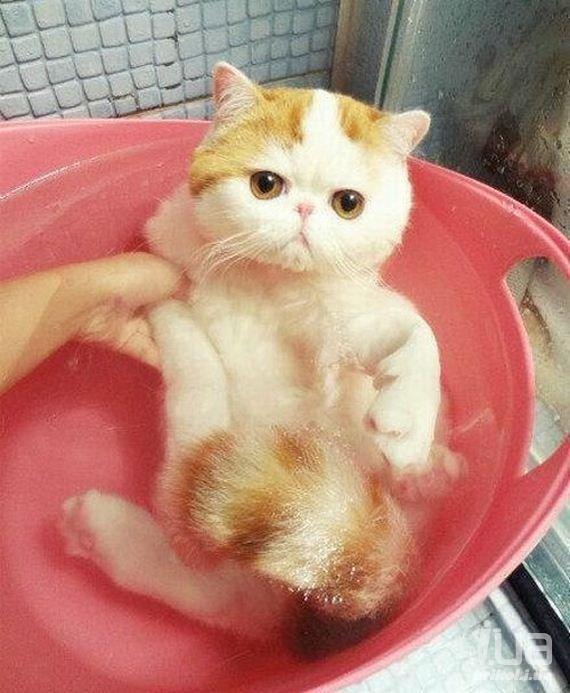 Позитивные и милые котики Позитивные и милые котики