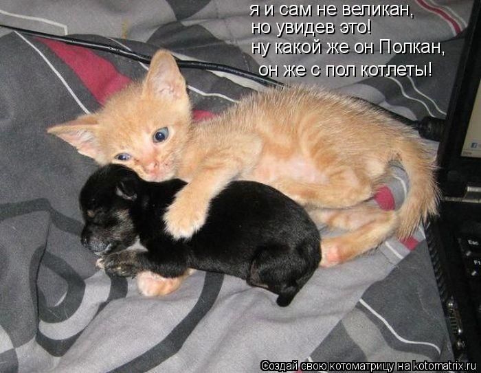 Лучшие котоматрицы недели (50 фото)