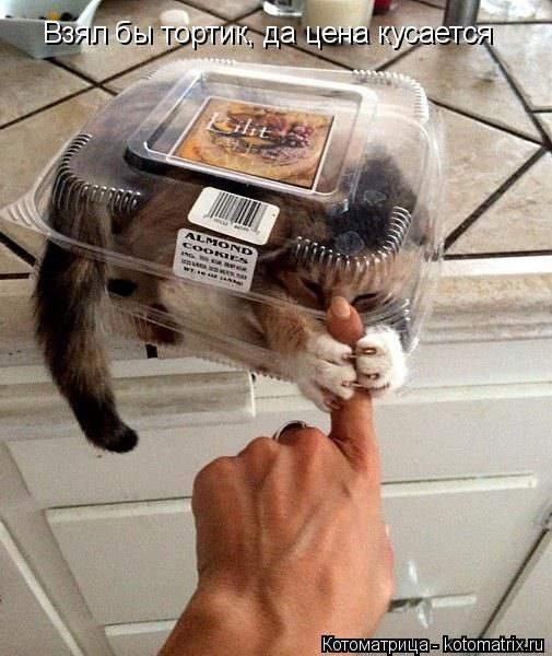 Лучшие котоматрицы недели