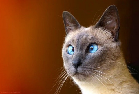 20 фактов о кошачьих, которые вы точно не знали