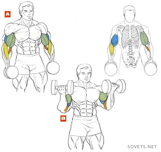 Прокачка бицепсов дома