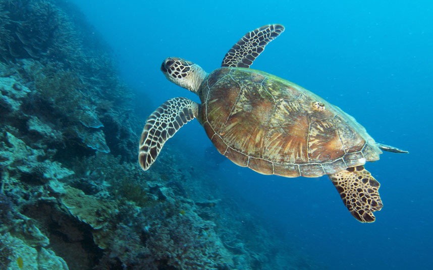 Explore coral reefs 24 Коралловые рифы в фотографиях