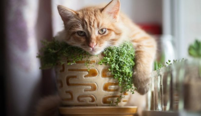 10 комнатных растений, безопасных для домашних питомцев