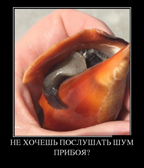 Забавные и веселые демотиваторы со смыслом (11 фото) Забавные и веселые демотиваторы со смыслом (11 фото)