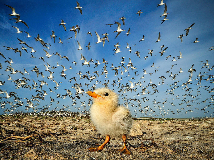 Лучшие фотографии от National Geographic за прошлый год Лучшие фотографии от National Geographic за прошлый год
