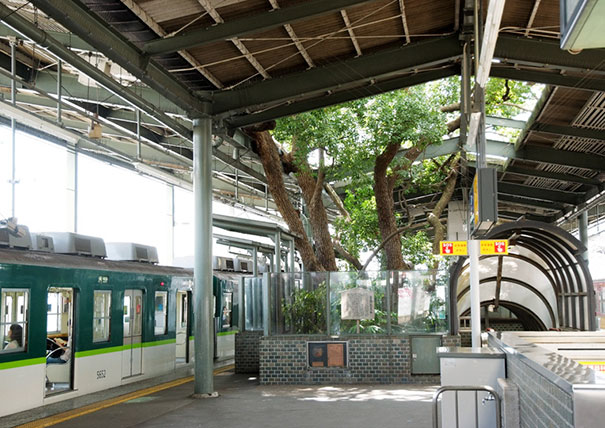 train-station-700-year-old-tree-kayashima-japan-5