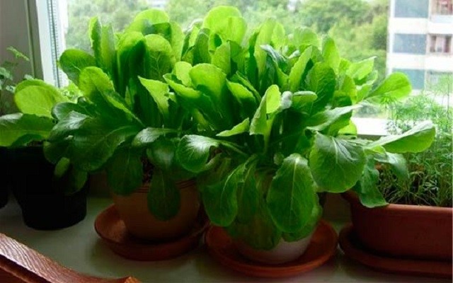8 удивительных продуктов, которые можно выращивать на подоконнике 8 удивительных продуктов, которые можно выращивать на подоконнике