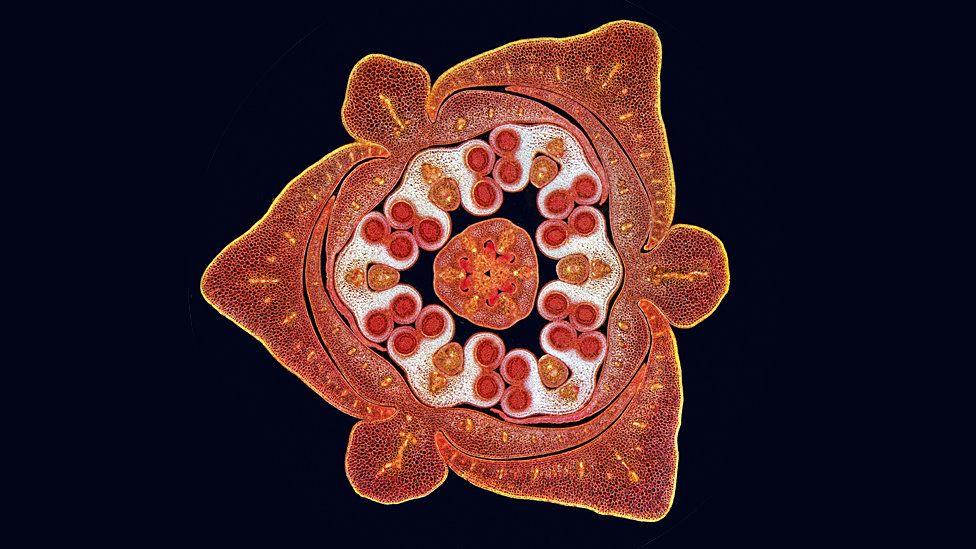 Лучшие снимки из коллекции научных фотографий Wellcome