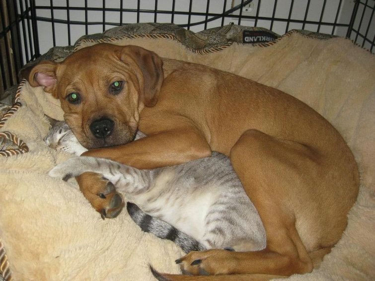 Собаки, которые любят обнимашки