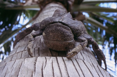 Пальмовый вор или кокосовый краб (лат. Birgus latro) (англ. Coconut crab)