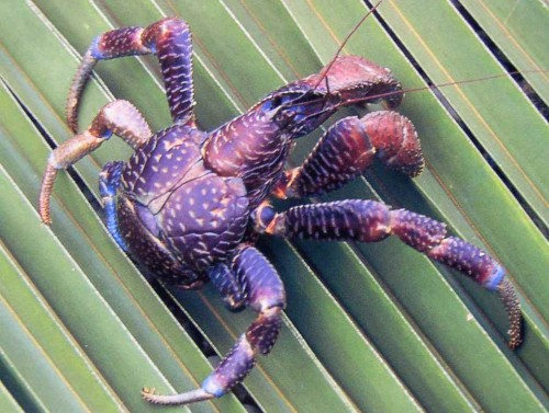 Пальмовый вор или кокосовый краб (лат. Birgus latro) (англ. Coconut crab)