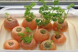 8 удивительных продуктов, которые можно выращивать на подоконнике 8 удивительных продуктов, которые можно выращивать на подоконнике