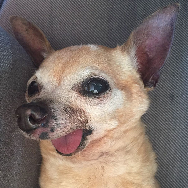 senior-dog-adoption-chihuahua-julie-docherty-15